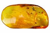 Fossil Oak Flower (Quercus) and Spider Web in Baltic Amber #145482-3
